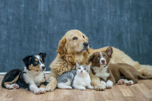 How Are Family Pets Divided in an Arizona Divorce